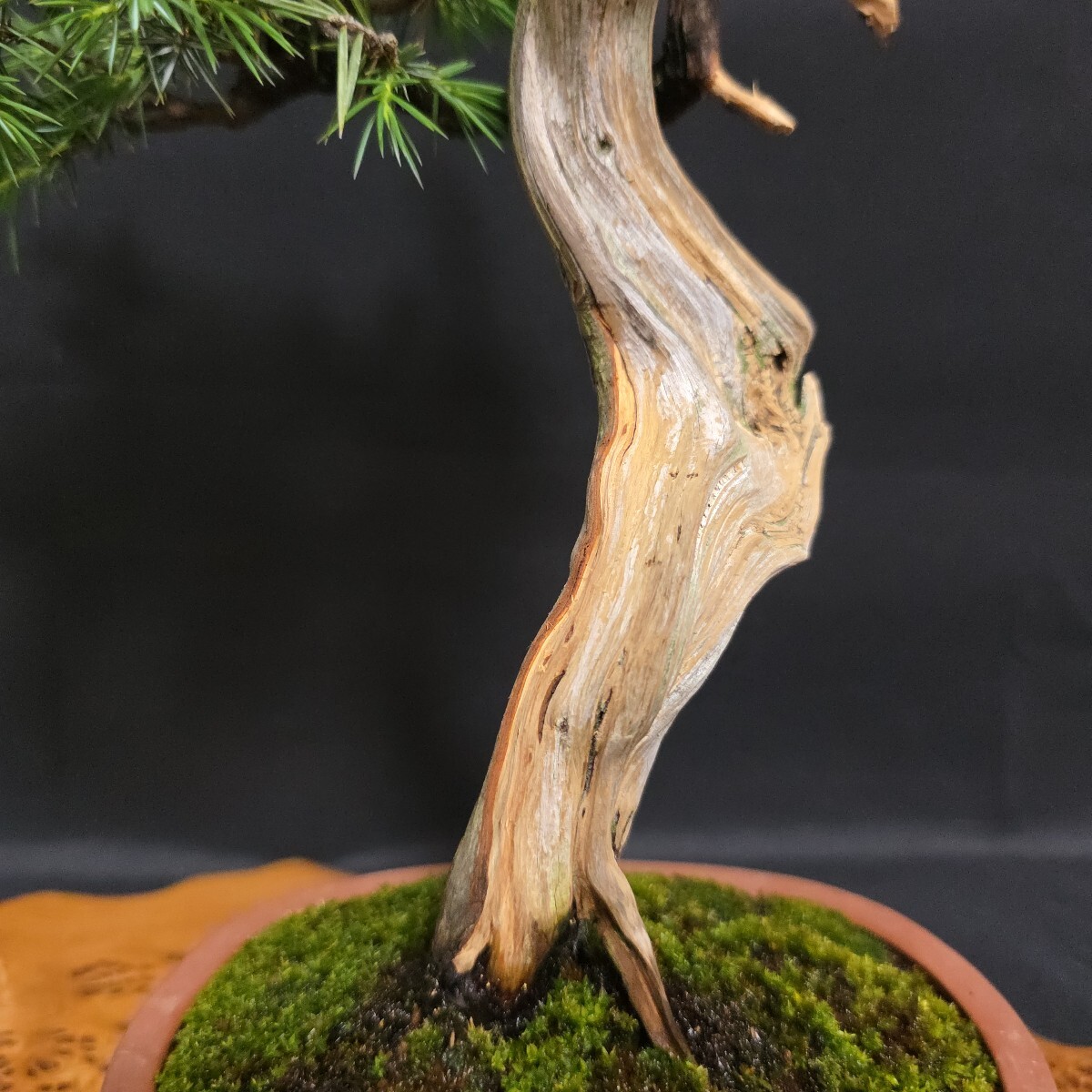 本格極上品【 山木 杜松 樹高23.5センチ 杜松盆栽 】山採/文人/盆栽