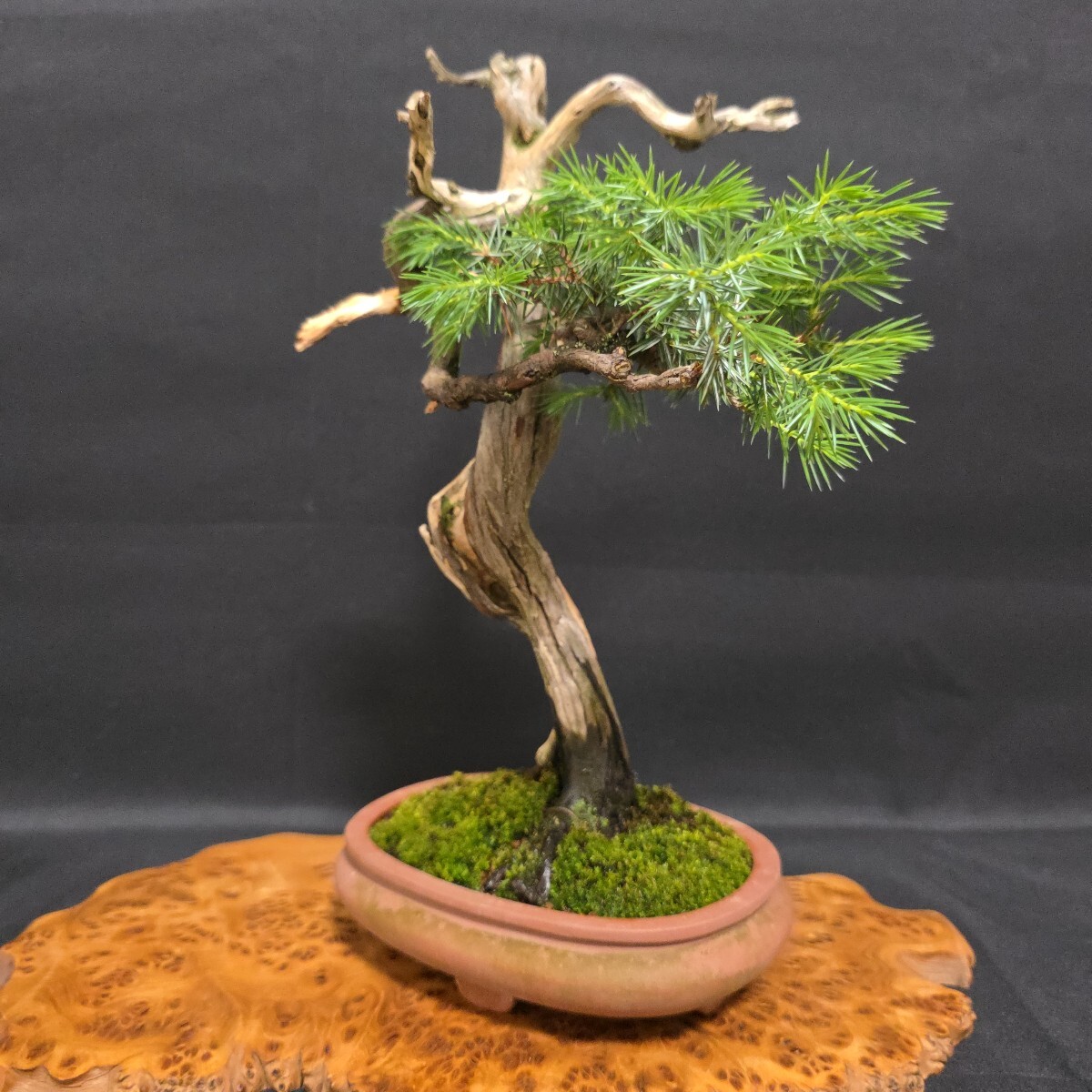 本格極上品【 山木 杜松 樹高23.5センチ 杜松盆栽 】山採/文人/盆栽