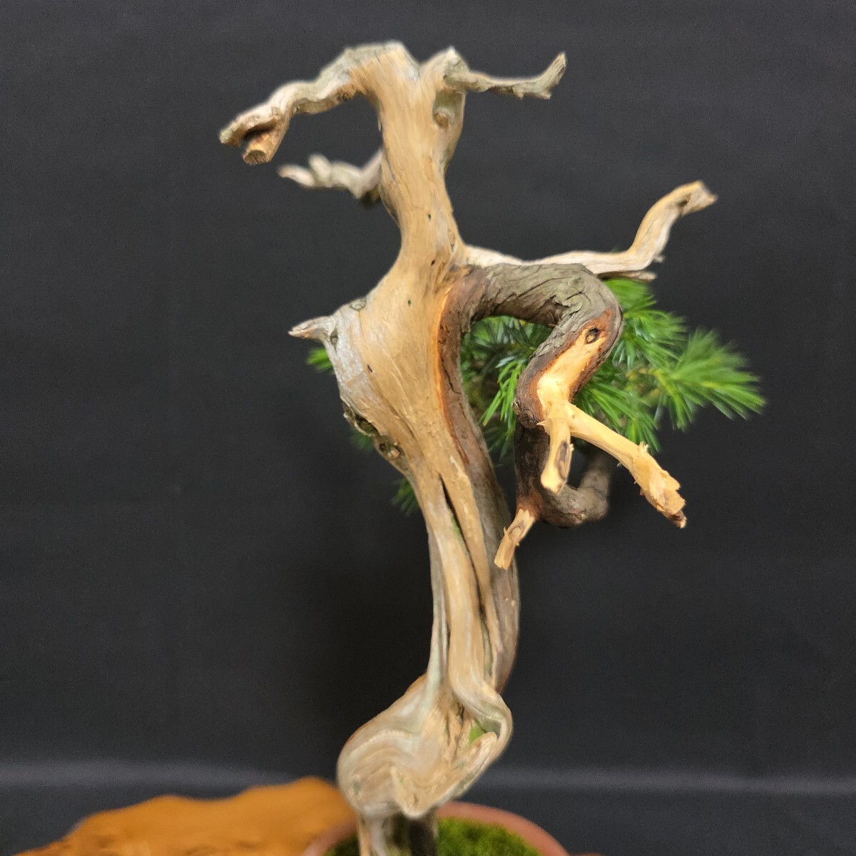 盆栽 杜松　中品　山木 本格極上品【 山木 杜松 樹高23.5センチ 杜松盆栽 】山採/文人/盆栽