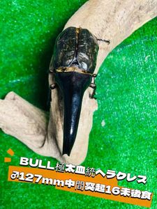 ヘラクレス BULLのYahoo!オークション(旧ヤフオク!)の相場・価格を見る