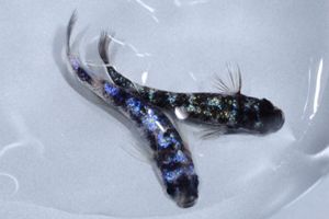 和墨星ラメの値段と価格推移は？｜449件の売買データから和墨星ラメの 