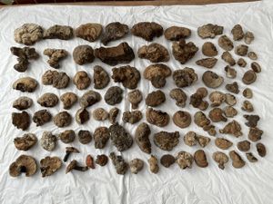 サルノコシカケ 霊芝の値段と価格推移は？｜4件の売買データから