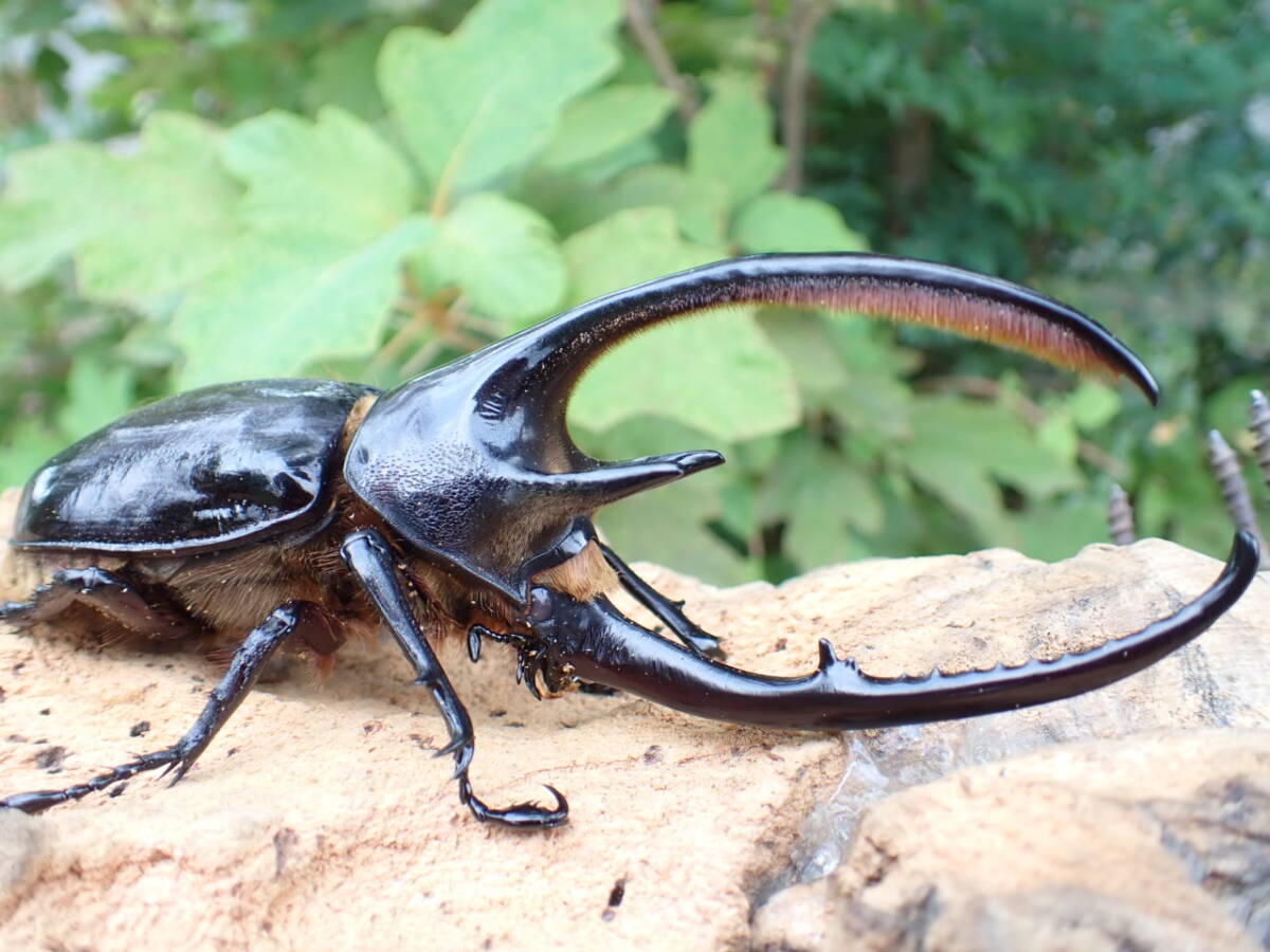 ネプチューンオオカブトの値段と価格推移は？｜174件の売買データから