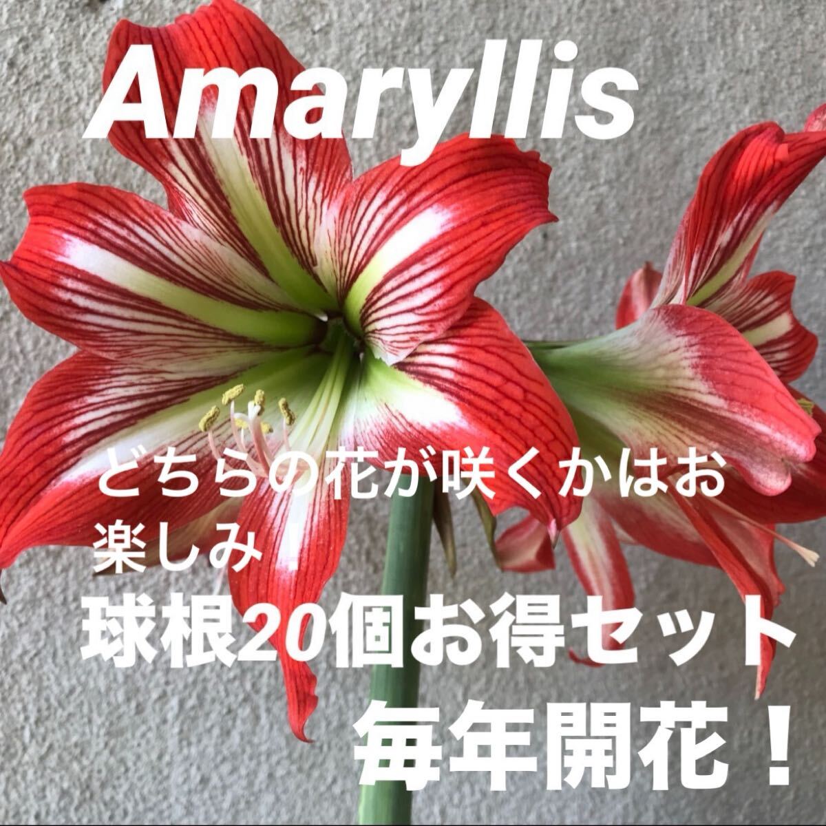 アマリリス球根の値段と価格推移は？｜1件の売買データからアマリリス