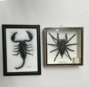 標本 サソリの値段と価格推移は？｜27件の売買データから標本 サソリの