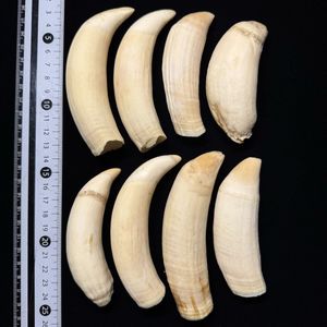 鯨歯の値段と価格推移は？｜126件の売買データから鯨歯の価値がわかる