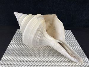 アラフラオオニシの値段と価格推移は？｜2件の売買データからアラフラ