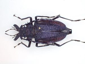 ノコギリカミキリの値段と価格推移は？｜9件の売買データからノコギリ