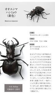 オオエンマハンミョウの値段と価格推移は？｜6件の売買データから