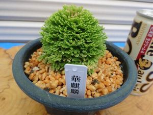いわひば イワヒバの値段と価格推移は？｜26件の売買データからいわ