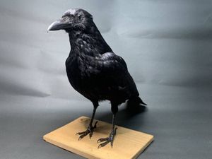 鳥 剥製の値段と価格推移は？｜13件の売買データから鳥 剥製の価値が