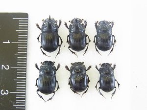 ダイコクコガネの値段と価格推移は？｜27件の売買データから