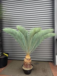 カイルンシアナ サイカスの値段と価格推移は？｜160件の売買データから