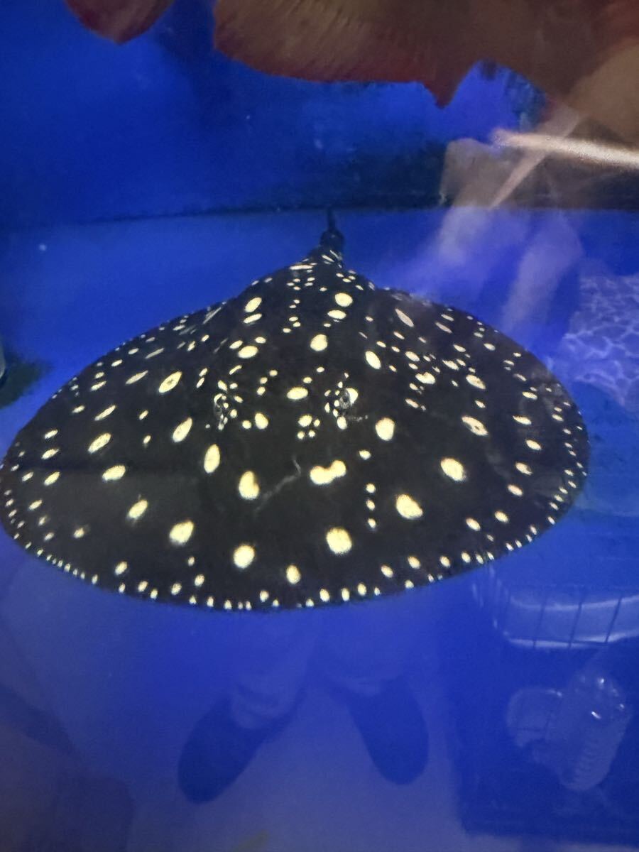 レア物 淡水エイ 剥製本物 熱帯魚 ダイヤモンドポルカ 標本 淡水エイ ダイヤモンドポルカの値段と価格推移は？｜3件の売買データ