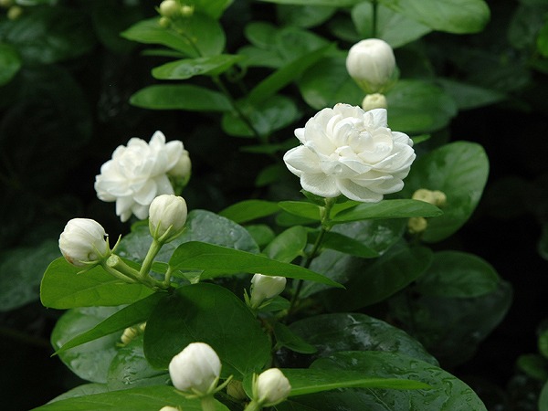 お買い得 プロフ必見様専用 ピカケ苗 八重バラ咲き フラワー ガーデン Taisetsu Na