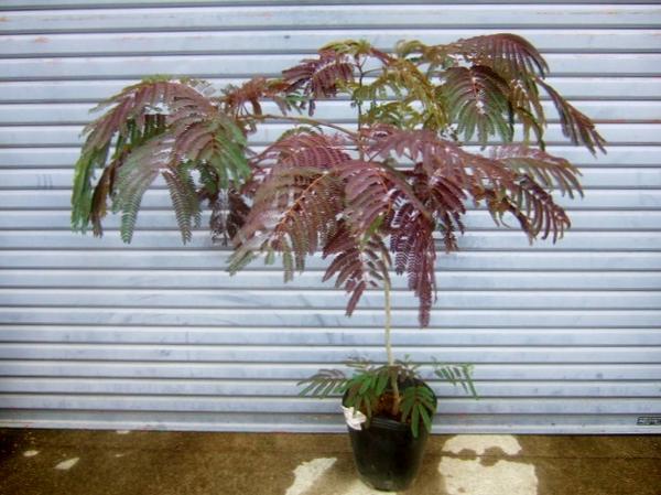 ネムノキ サマーチョコレート8号ポット 花木 庭木の苗 園芸ネット 本店 通販 園芸ネット花木 庭木の苗 ネムノキ サマーチョコレート8号ポット Abracce Com Br