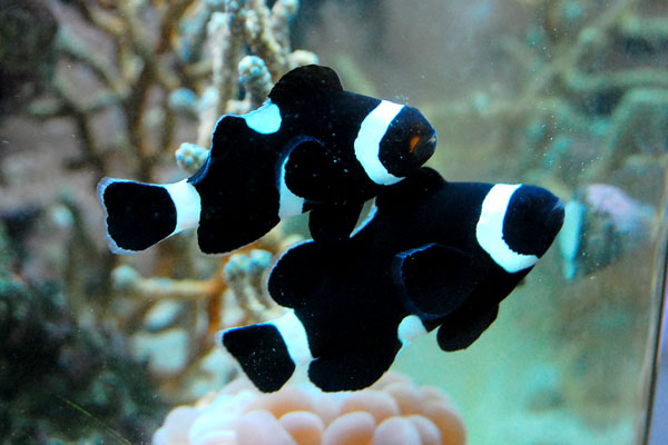 1円スタートサンゴ ペア産卵経験あり ブラックオセラリス 海水魚 売買されたオークション情報 Yahooの商品情報をアーカイブ公開 オークファン Aucfan Com