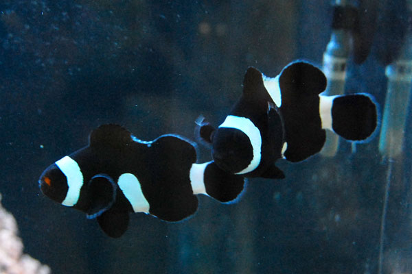 1円スタートサンゴ ペア産卵経験あり ブラックオセラリス 海水魚 売買されたオークション情報 Yahooの商品情報をアーカイブ公開 オークファン Aucfan Com