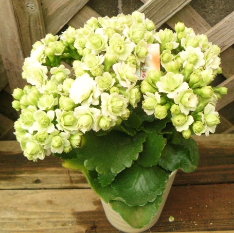 カランコエ クイーンローズパリ 4号 八重咲き 18 サボテン 売買されたオークション情報 Yahooの商品情報をアーカイブ公開 オークファン Aucfan Com