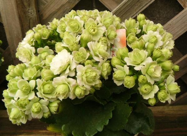 カランコエ クイーンローズパリ 4号 八重咲き 18 サボテン 売買されたオークション情報 Yahooの商品情報をアーカイブ公開 オークファン Aucfan Com