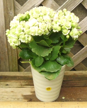 カランコエ クイーンローズパリ 4号 八重咲き 18 サボテン 売買されたオークション情報 Yahooの商品情報をアーカイブ公開 オークファン Aucfan Com