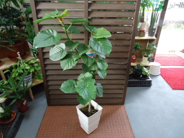 ◆観葉植物◆元気なウンベラータ　白スクエア鉢(7寸) 高さ105cm