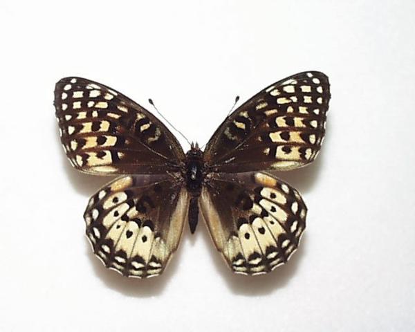 外国産蝶標本 ノコミスヒョウモン Ａ-♀ USA 産