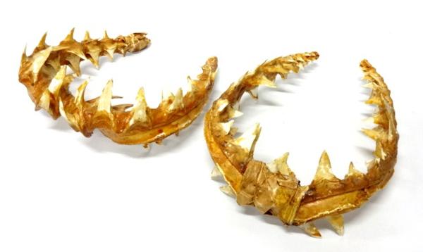 サメの歯 鮫 顎 骨格 歯型 剥製 標本 メルカリ | 標本の通販 Yahoo!