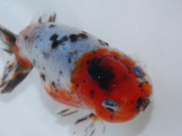 明和Yahoo! 江戸錦(071607) 二歳 11.5cm雄