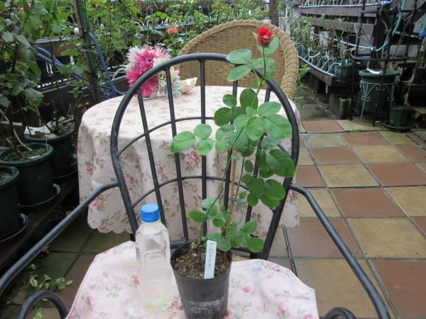 ＊レア・入手困難・鮮やかな絞り＊ＪＨピアニーフ接木２年・蕾付