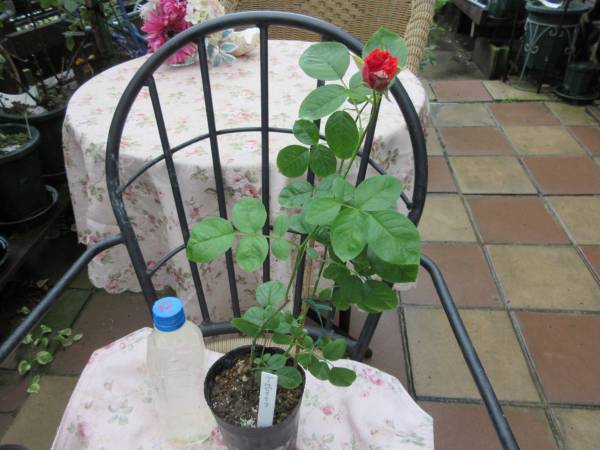 ＊レア・入手困難・鮮やかな絞り＊ＪＨピアニーフ接木２年・蕾付