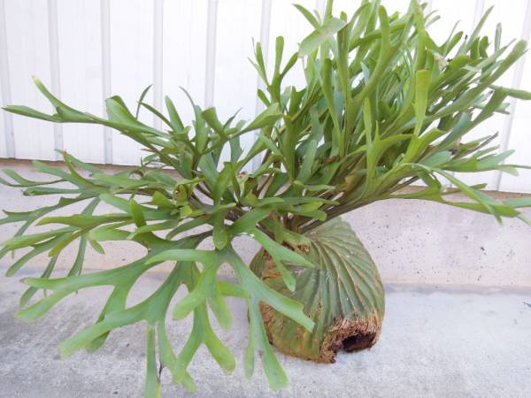 （◎＿◎；）★ビカク野郎★リドレイ★山採り★超巨大株！★★★