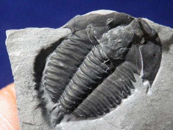 巣穴１円カナダ、希少産地!Kendallina.三葉虫化石2002