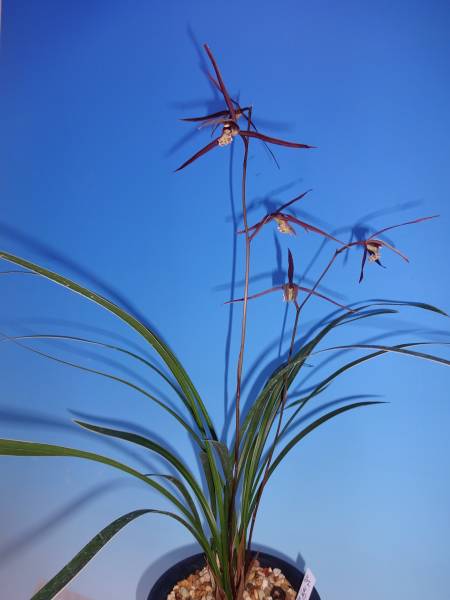 ●寒蘭　高知県四万十市西土佐産（紅高知）　E-33
