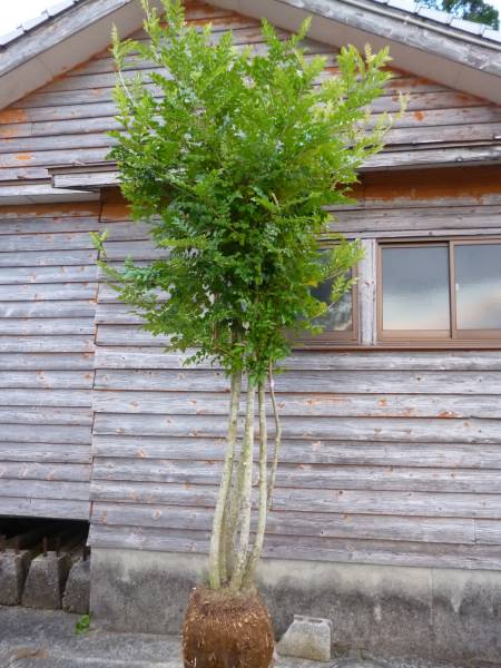 癒しの樹木　☆耐寒性シマトネリコ本株立ち☆　H2.6m　極上品　0