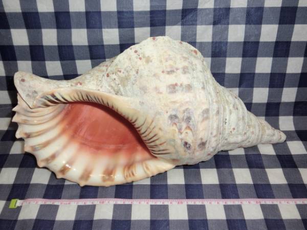 法螺貝 ほら貝 長さ約37cm 重さ1620グラム 法螺貝ほら貝の値段と価格