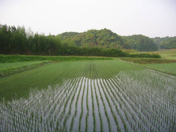 ★27年新米　おいしい新種ふさこがね有機肥料減農薬農家より★