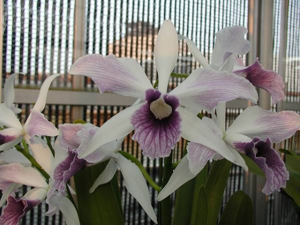 洋蘭原種カトレアL.purpurata ◇◇洋蘭カトレア原種L.purpurata werkhaeuserii シース◇◇ 花、園芸