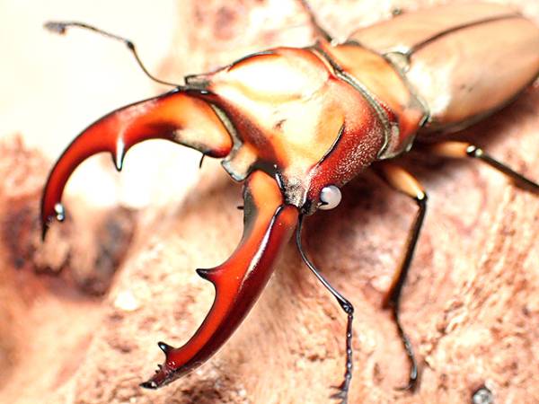 ★セール！ホワイトアイ！Ｃｙ，ムニスゼッチ♂４８mmペア★