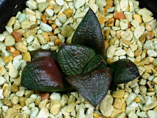 多肉植物 ハオルチア ブラックダイヤモンド×紫特良ピグマエア 大きさ6cm