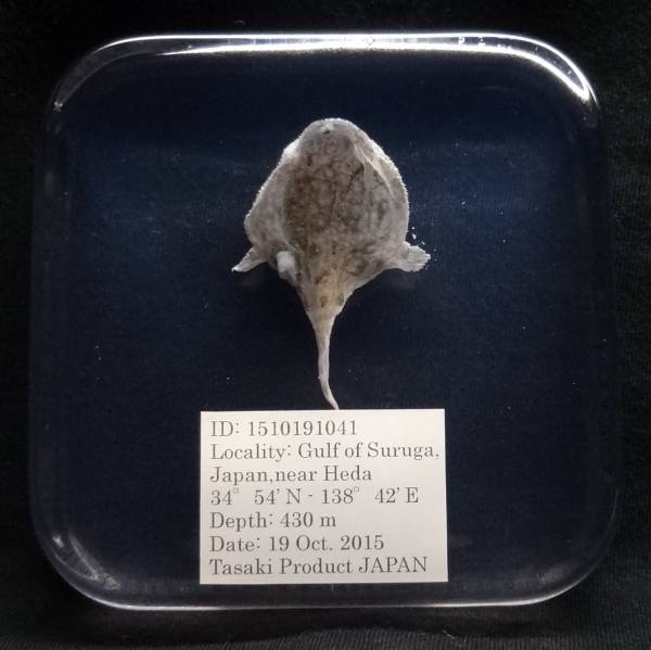 深海生物学術標本　ＩＤ：１５１０１９１０４１