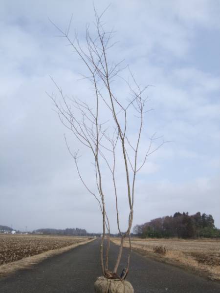 ◆◆ヤマモミジ株立　山取　◆◆７４