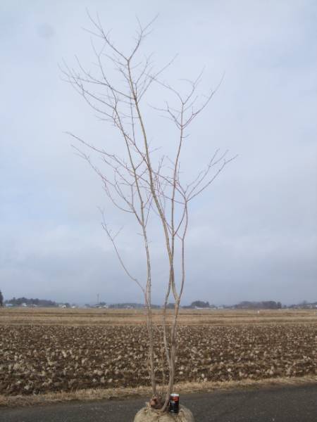 ◆◆ヤマモミジ株立　山取　◆◆７４