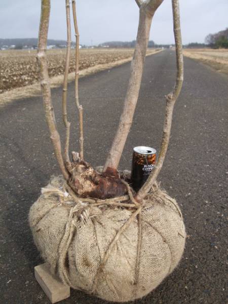 ◆◆ヤマモミジ株立　山取　◆◆７４