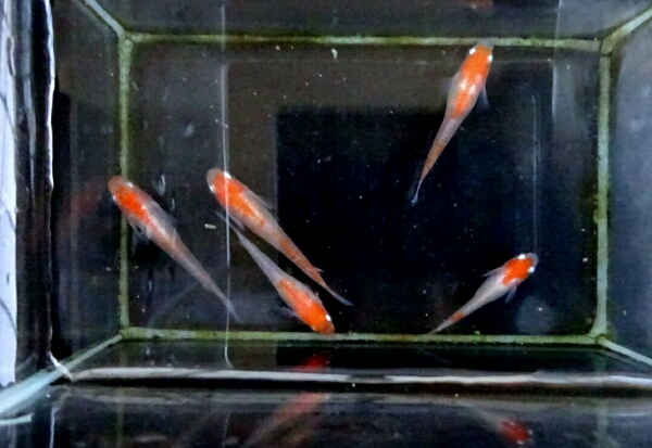 アシタカ 愛鷹めだか】上物レベル更紗(紅白) 雄2 雌3 写真現物個体5匹 川魚 魚類