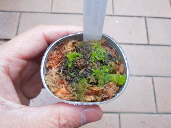 食虫植物　・　サジバモウセンゴケ　Drosera x obovata