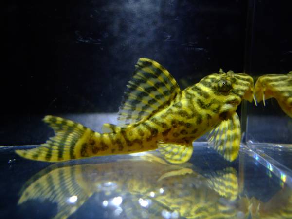 ・ニューメガクラウン・　イエロータイプ　２匹　約６cm