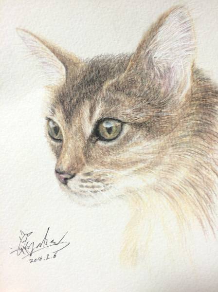 《手書きイラスト》 アビシニアン 猫 色鉛筆 絵画