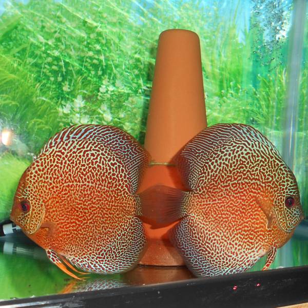 極上　オリエンタルドリーム・プレミアム　ペア　その１