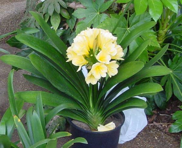 クンシラン 君子蘭 超レア ダルマ黄花 割子株 : SPY-456